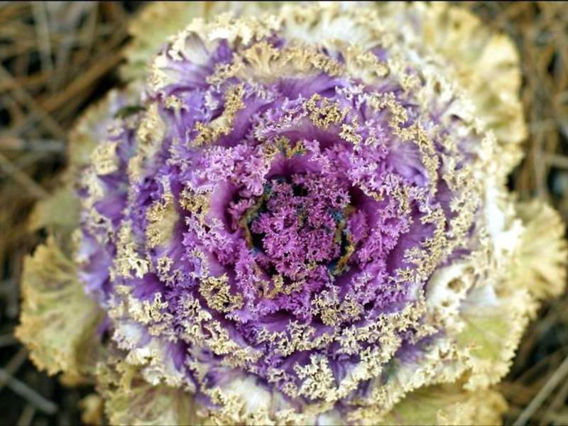 Ornamental cabbage variety How to grow ornamental cabbage yourself