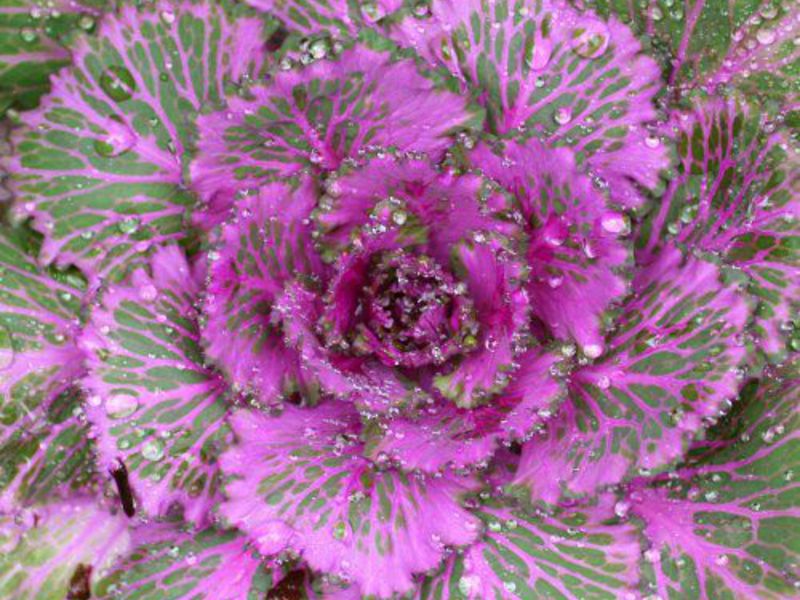 Beautiful cabbage. A variety of ornamental cabbage for planting in the ground
