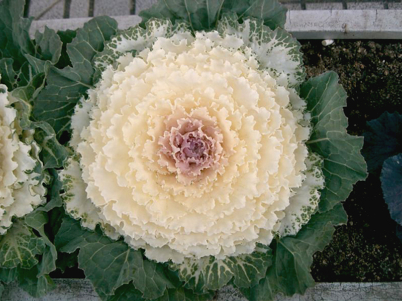 Planting and caring for ornamental cabbage Seedlings of ornamental cabbage