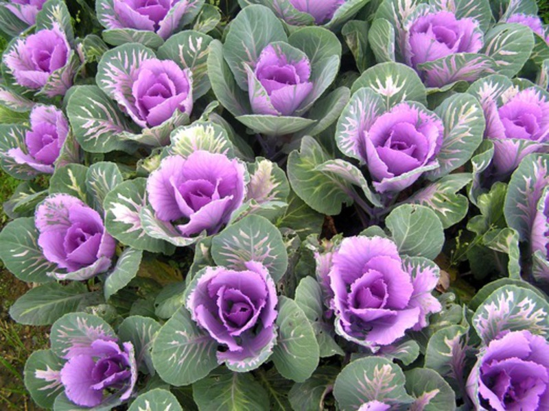 How to feed ornamental cabbage soil Preparation for planting ornamental cabbage