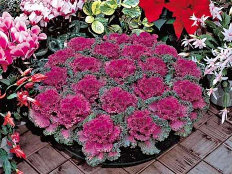 How to grow ornamental cabbage on the site Beautiful variety of ornamental cabbage