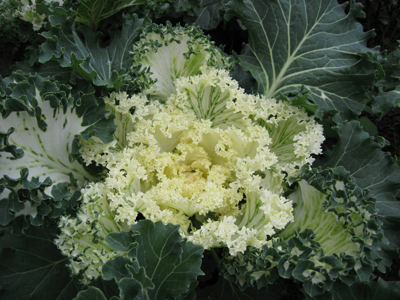 Caring for ornamental cabbage Rules for caring for ornamental cabbage