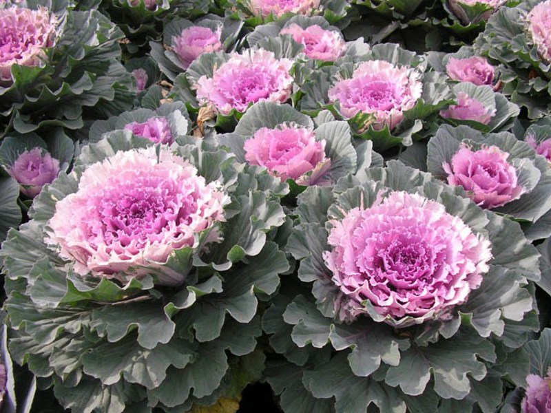 Planting ornamental cabbage seedlings How to decorate a plot with ornamental cabbage