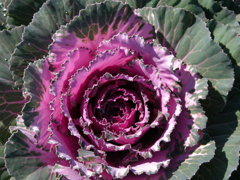 Beautiful variety of ornamental cabbage Landscape design decoration