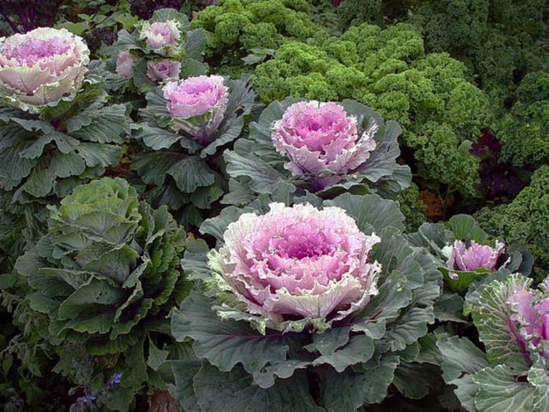 How ornamental cabbage is grown How to grow ornamental cabbage yourself