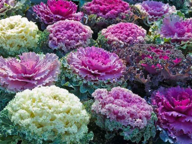 Types of ornamental cabbage Varieties of ornamental cabbage