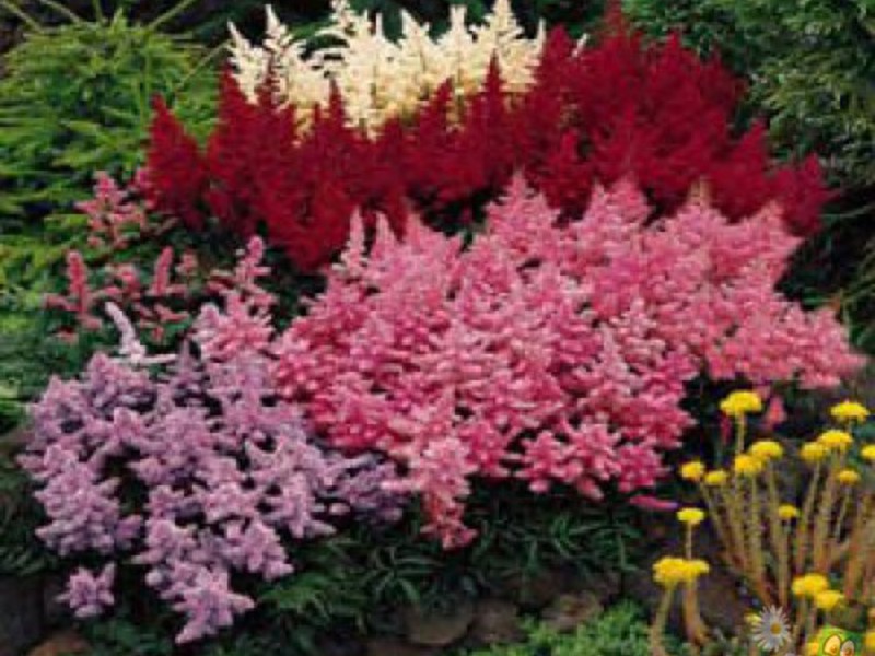 Planting astilba in the ground