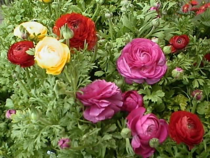 These bright flowers will decorate any flower bed Bright colors of ranunculus
