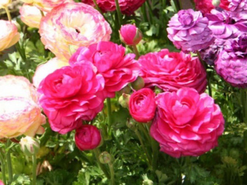 Blooming ranunculus Planting ranculius in the garden