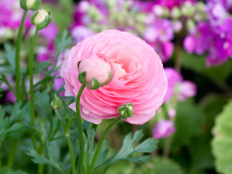Buttercup has another name - ranunculus Ranunculus home planting