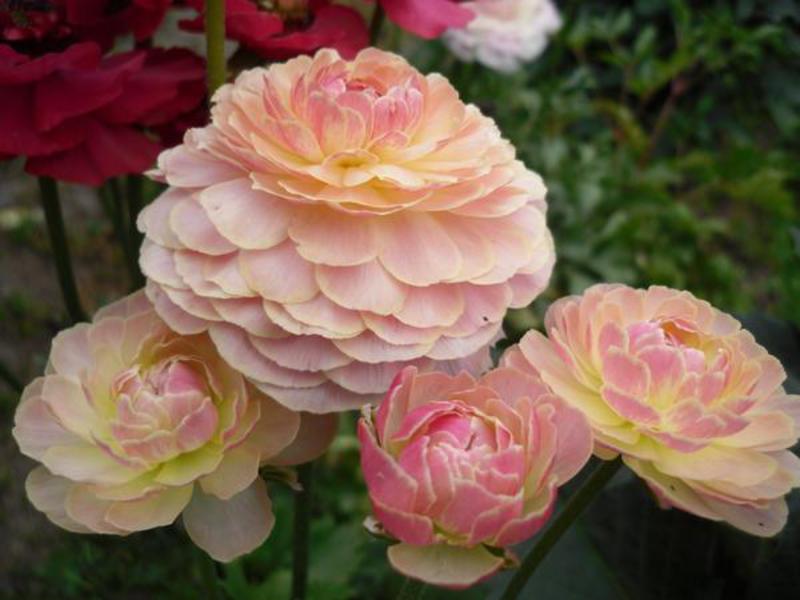 How ranunculus blooms Planting ranunculus outdoors