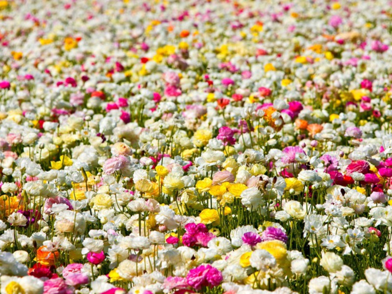 Open air ranunculus Growing a ranunculus flower