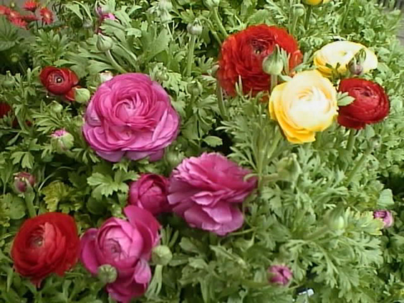 Planting and caring for ranunculus What the ranunculus plant loves
