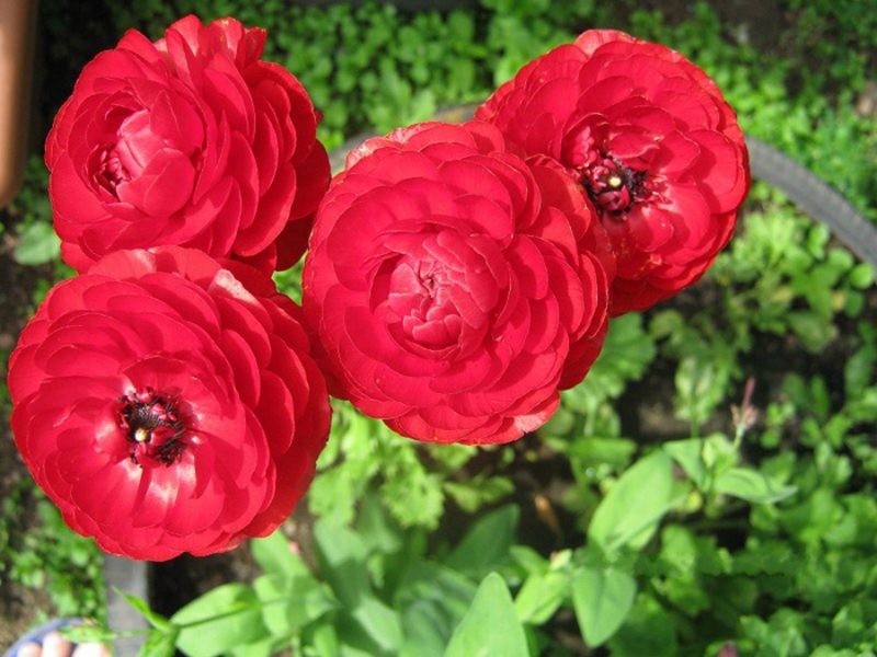 How long does ranunculus bloom Ranunculus flower blooming