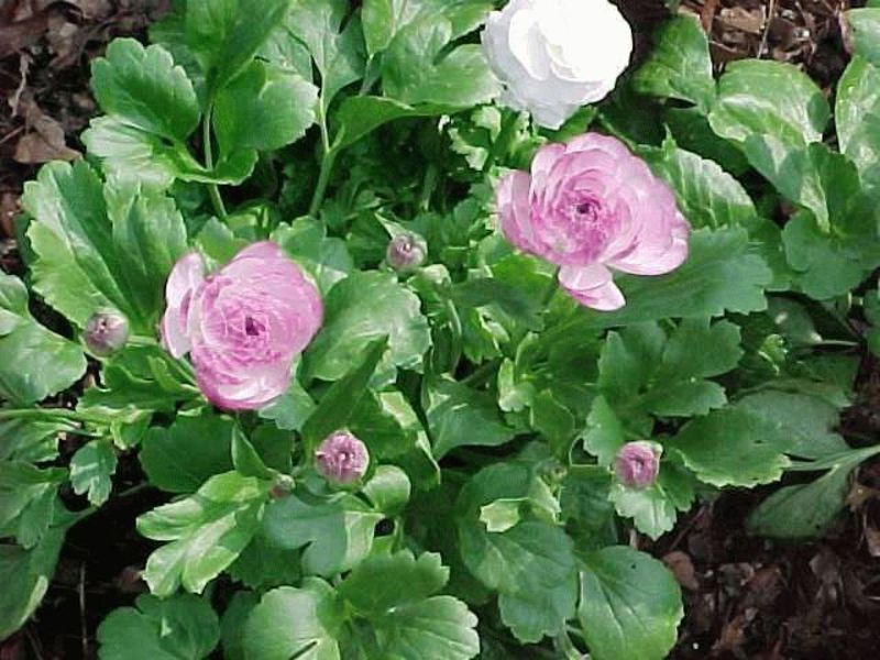 Types of ranunculus Growing a ranunculus flower