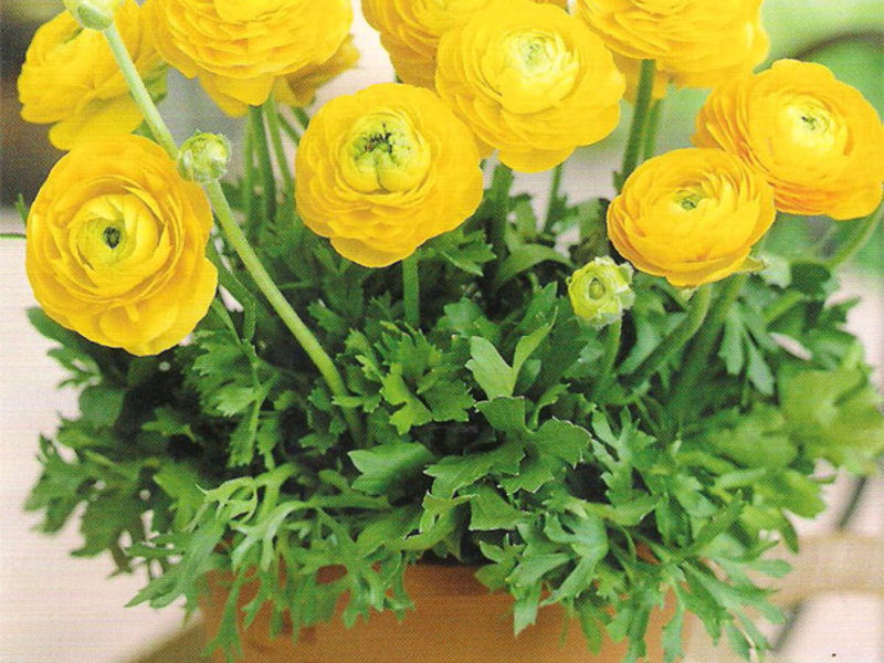 Ranunculus in pots Ranunculus home: landing