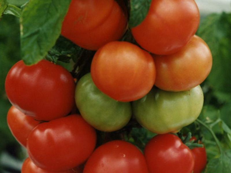 Self-cultivation of tomatoes