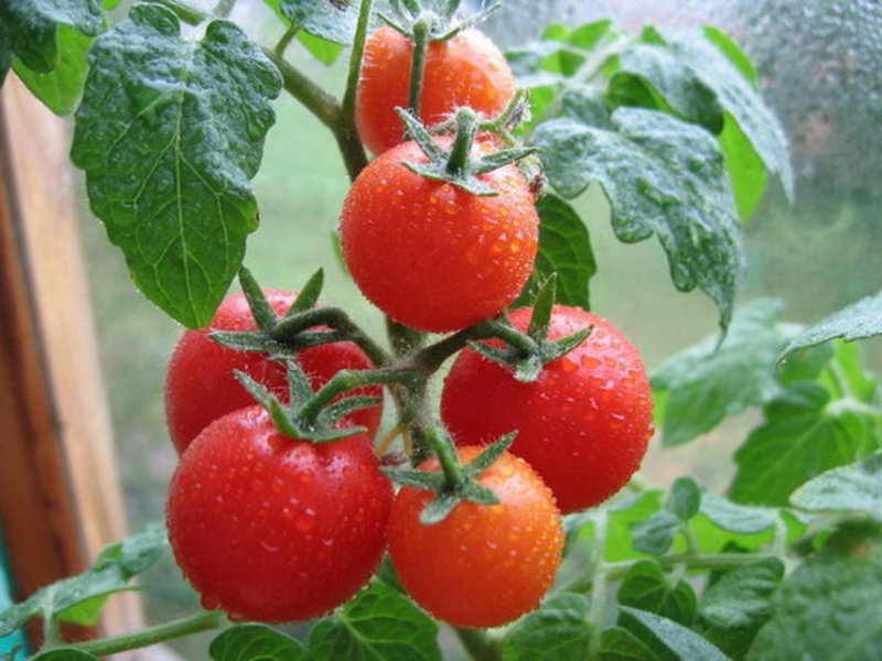 How to care for tomato seedlings
