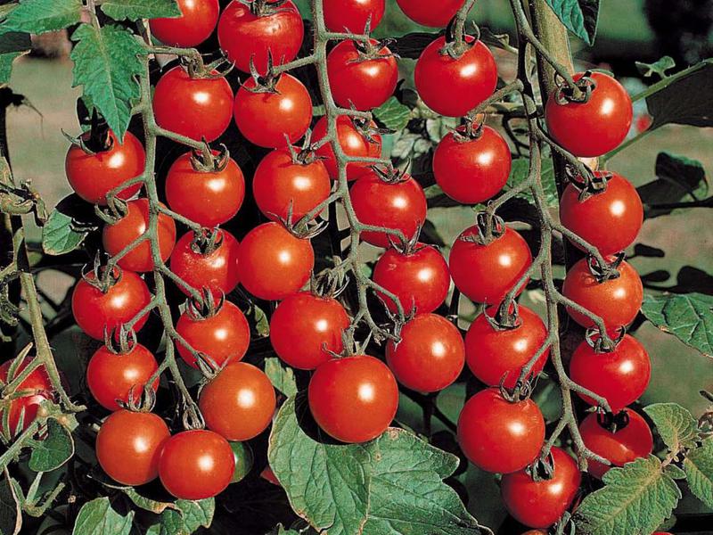 What is the yield of the olya variety