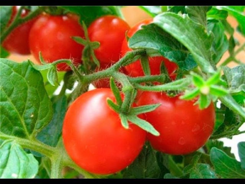 DIY-grown tomato