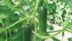 Choosing a variety of cucumbers