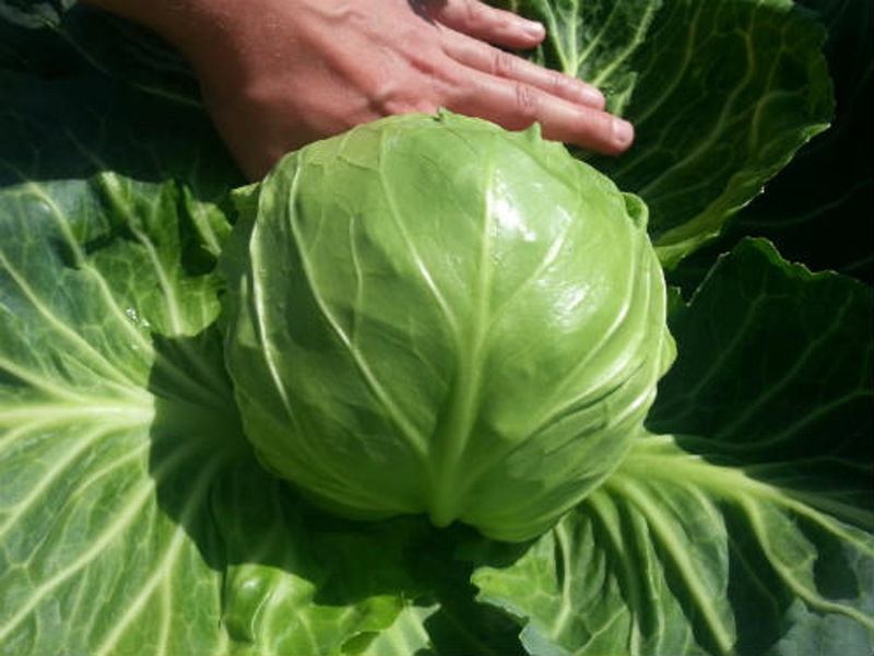 How is medium-ripened white cabbage characterized? Characteristics of medium varieties of ripening white cabbage