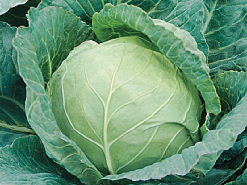 What is a mid-late variety of white cabbage Description of the qualities of a medium late variety of white cabbage