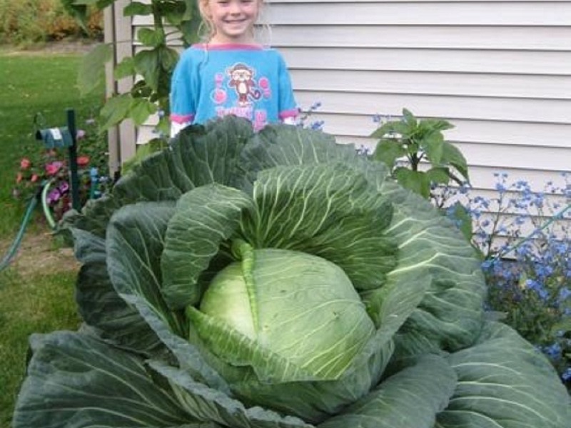 What are the new hybrid varieties of white cabbage Qualitative properties of hybrid varieties of white cabbage