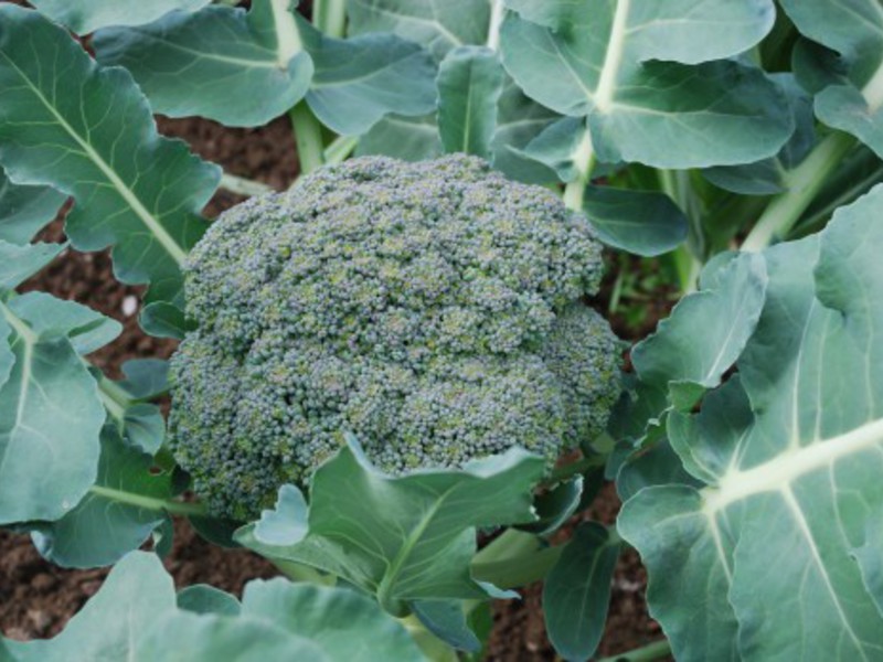 Growing boccoli Varieties and hybrids of broccoli cabbage