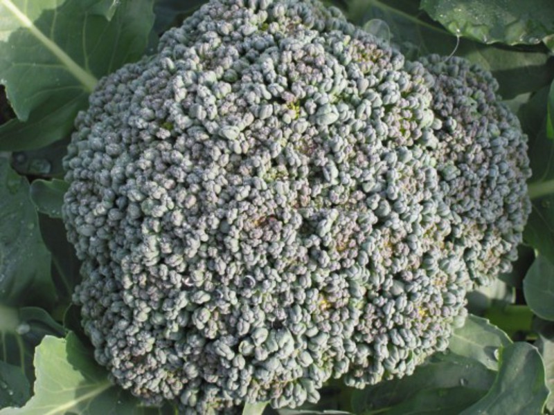How to grow broccoli Growing broccoli with your own hands