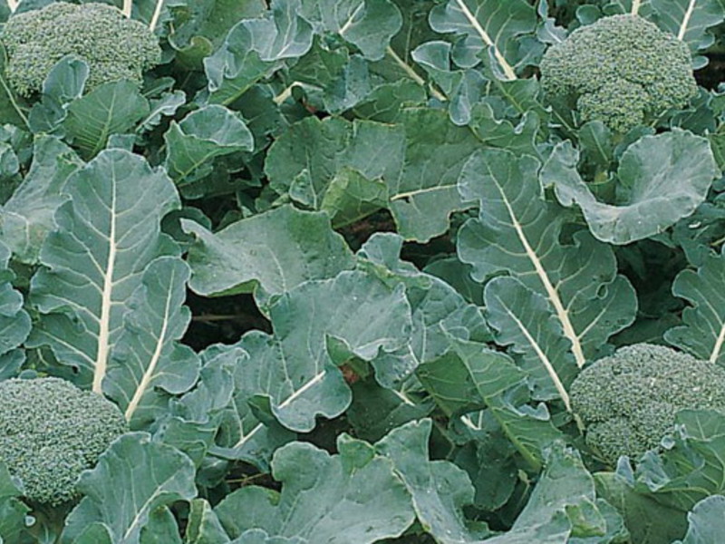 Varieties of broccoli cabbage What conditions need to be created for broccoli cabbage
