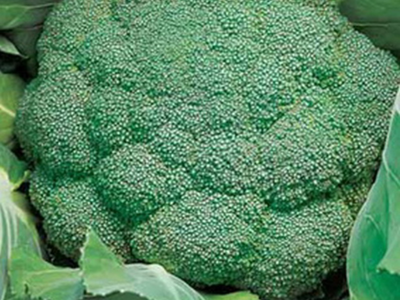 Broccoli harvest What is special about broccoli cabbage
