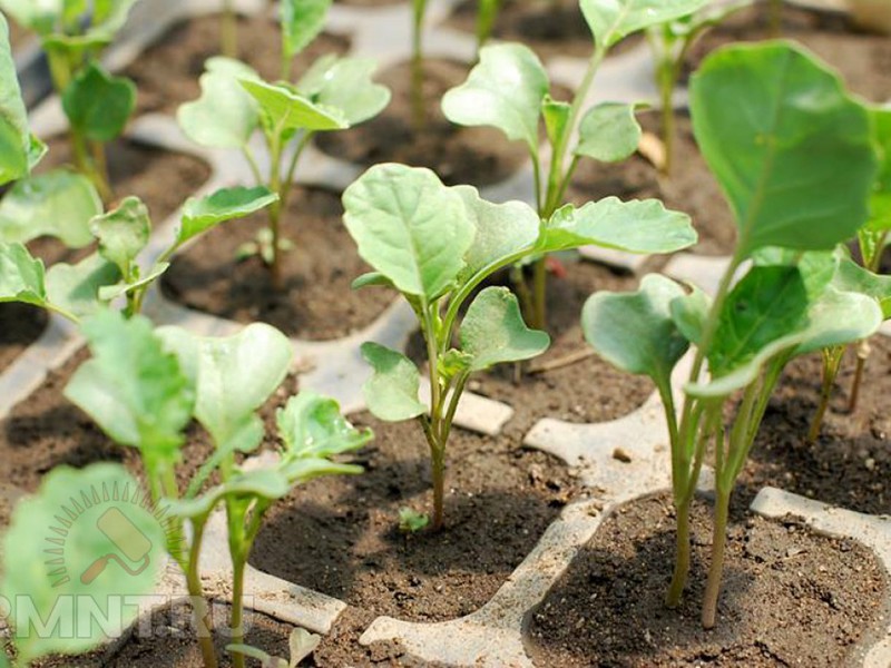 Broccoli seedlings. Seedlings of broccoli cabbage