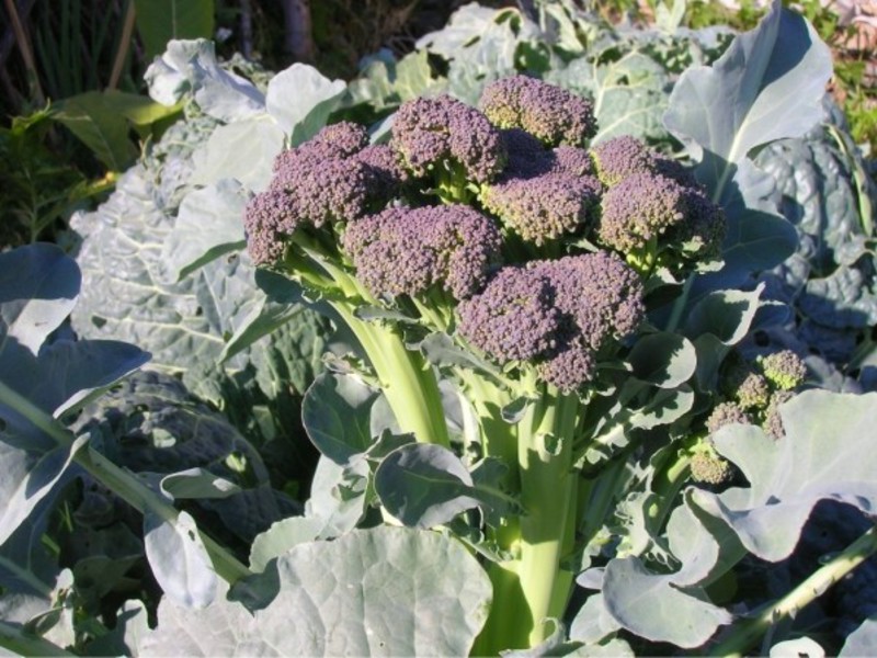 There are many varieties of broccoli. How to properly plant broccoli
