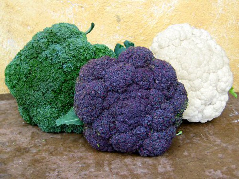 Purple broccoli and cauliflower Storing broccoli
