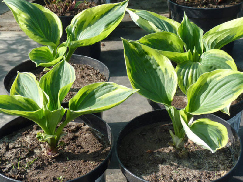 How to grow a hosta bush How to land a host in open ground