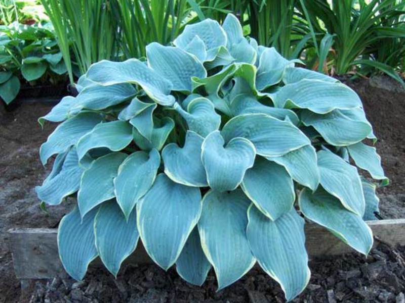 Host on the site Beautiful bush hosts