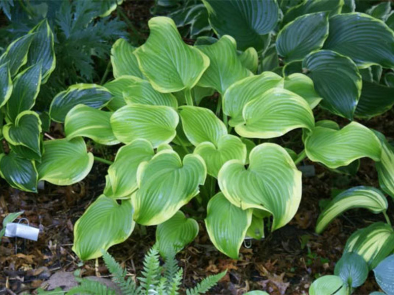 Reproduction by transplant How to take care of your host