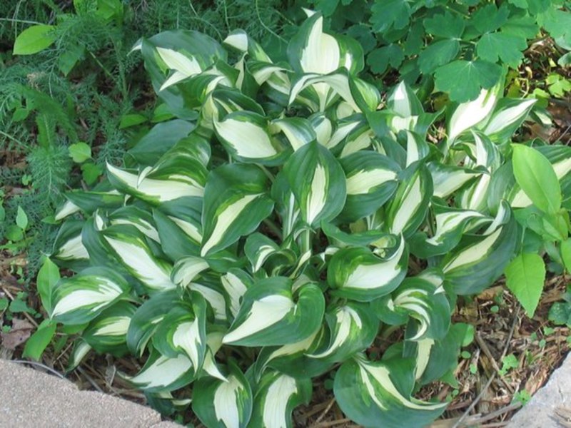 Beautiful bush hosts Blooming host