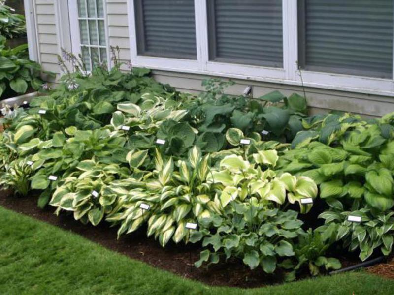 Hosta in landscape design Hosta in a garden bed