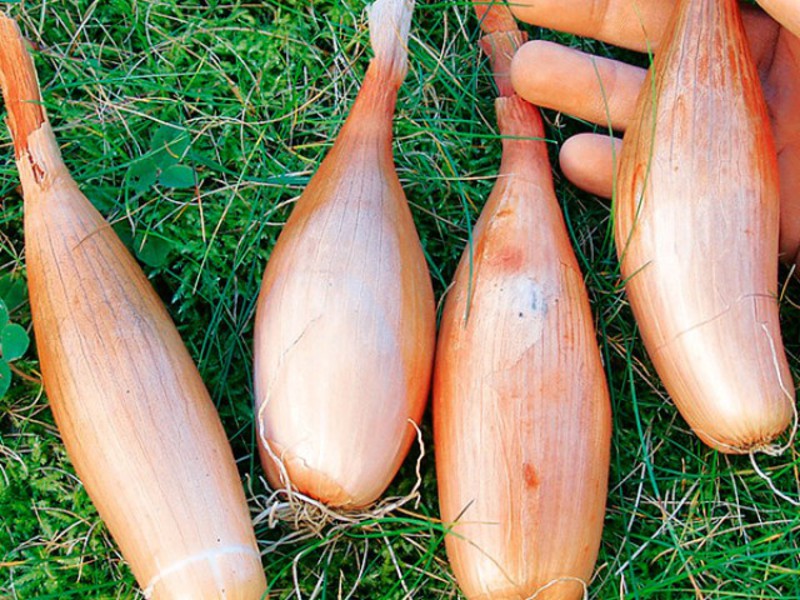 How to plant shallots How to grow shallots