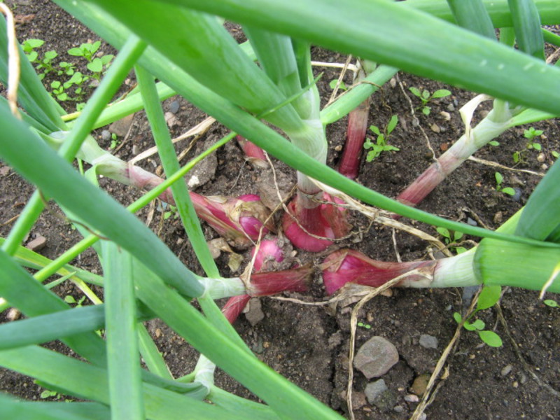 How shallots grow Shallots in the garden