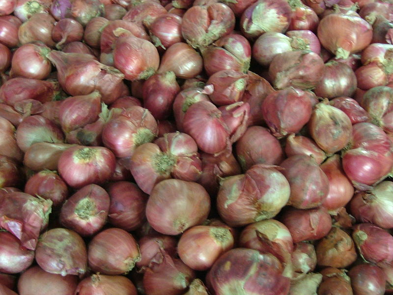 Shallot Features of growing shallots