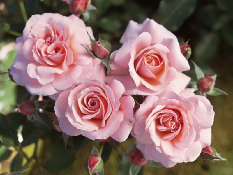 Polyantova What is the peculiarity of the variety