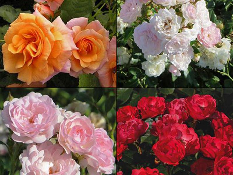 How to plant roses in the garden Beautiful bush of polyanthus rose.
