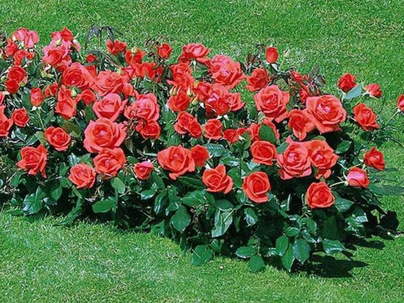 Polyanthus roses are known for their compactness and beauty. Beautiful variety of polyanthus rose