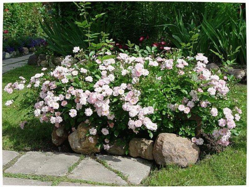 Polyanthus roses on the site Polyanthus rose