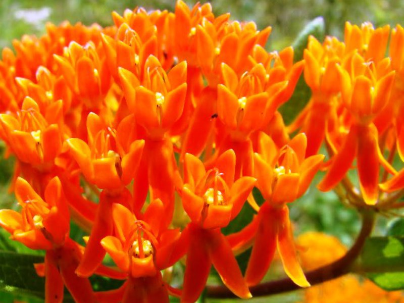 Tuberose cotton wool Blooming willow