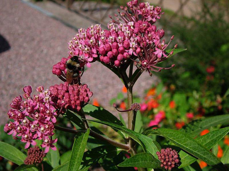 Flower in the garden Syrian cotton wool is quite drought-resistant