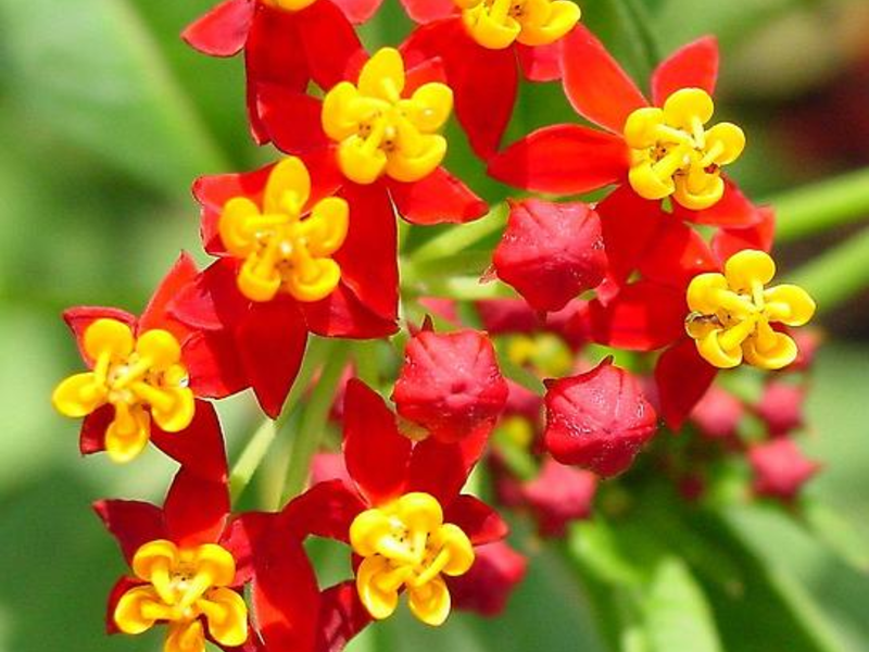 Tuberose cotton wool Tuberose flower